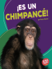__Es_un_chimpanc_____It_s_a_Chimpanzee__